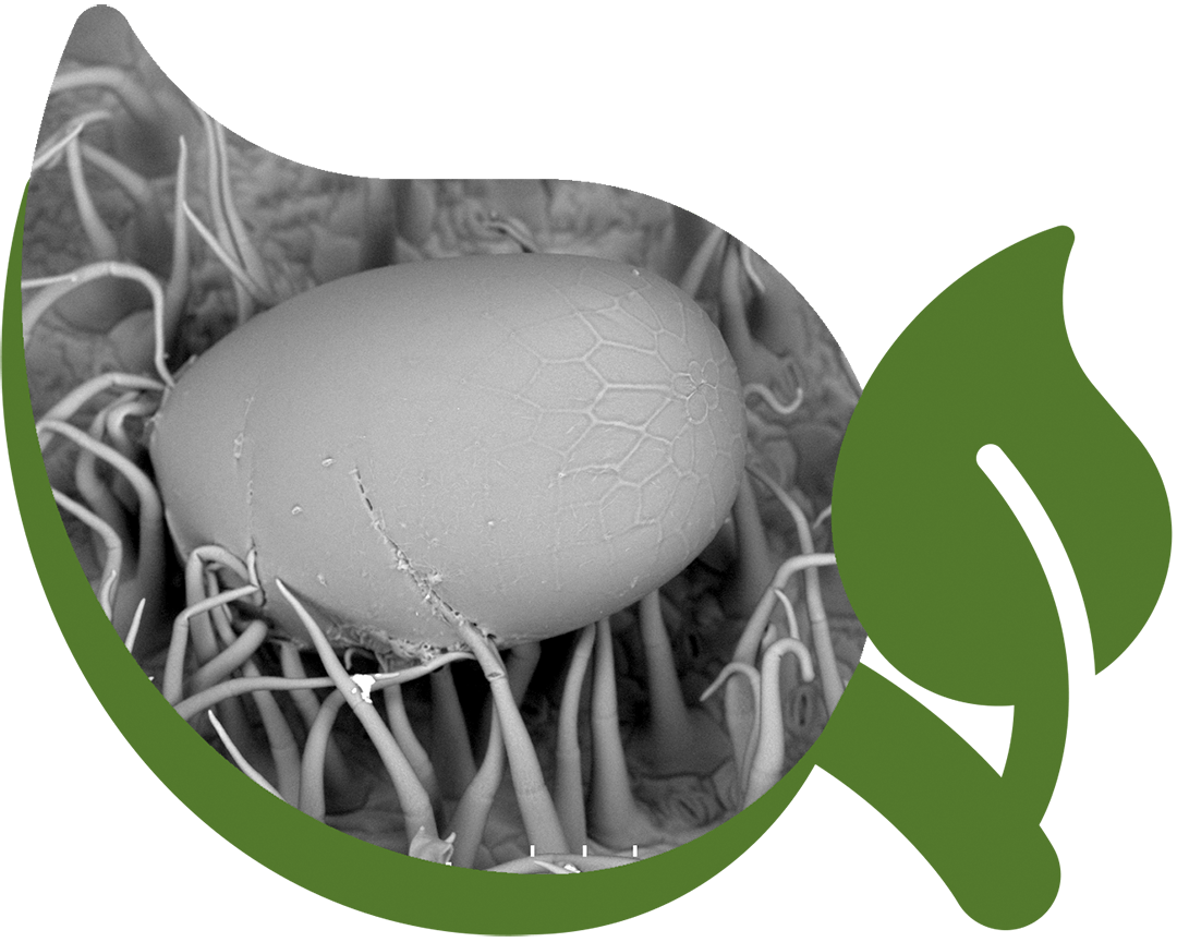 5_analisi_microscopiche_agridea