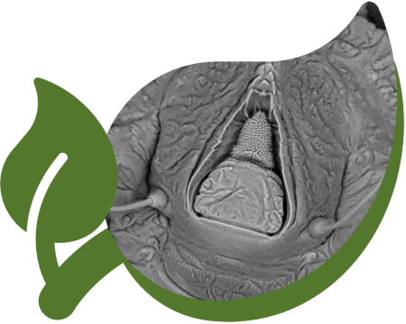 3_analisi_microscopiche_agridea 3_analisi_microscopiche_agridea