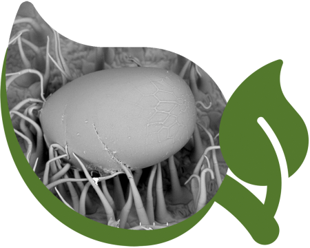 5_analisi_microscopiche_agridea 5_analisi_microscopiche_agridea