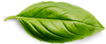 basil-leaf